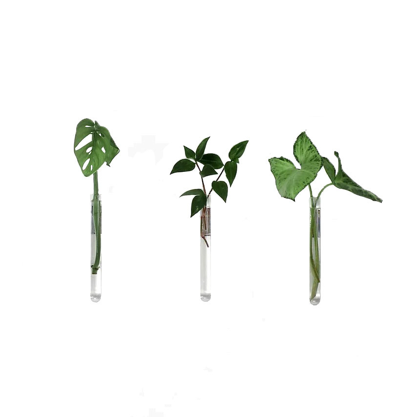 HUANR Mini-vaas, 2 stuks 12,5 cm kunststof reageerbuisjes voor bloemen