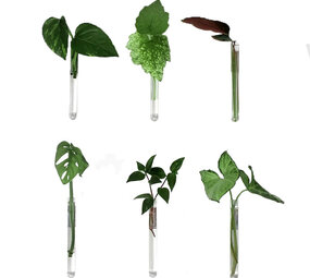 Muurbloempjes Muurbloempjes - magnetisch muurvaasje (6 stuks) - transparant