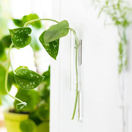 Muurbloempjes Muurbloempjes - magnetische muurvaasjes (3 stuks) - transparant Muurbloempjes Muurbloempjes - magnetische muurvaasjes (3 stuks) - transparant