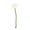 Sjaal met verhaal Sjaal met verhaal - gerbera - wit Sjaal met verhaal Sjaal met verhaal - gerbera - wit
