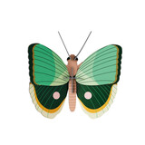 Studio Roof Studio Roof - muurdecoratie - fern striped butterfly