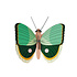 Studio Roof - muurdecoratie - fern striped butterfly Studio Roof - muurdecoratie - fern striped butterfly