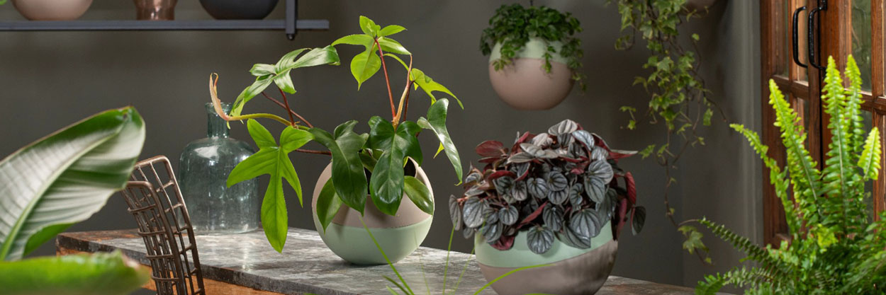 Maak de wereld groener met Globee van Let's Floriate Maak de wereld groener met Globee van Let's Floriate