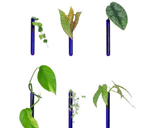 Muurbloempjes Muurbloempjes - magnetisch muurvaasje (6 stuks) - blue