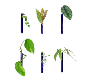 Muurbloempjes Muurbloempjes - magnetisch muurvaasje (6 stuks) - blue Muurbloempjes Muurbloempjes - magnetisch muurvaasje (6 stuks) - blue