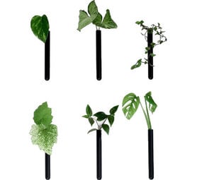 Muurbloempjes Muurbloempjes - magnetisch muurvaasje (6 stuks) - black Muurbloempjes Muurbloempjes - magnetisch muurvaasje (6 stuks) - black