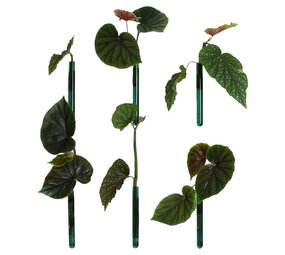 Muurbloempjes Muurbloempjes - magnetisch muurvaasje (6 stuks) - teal