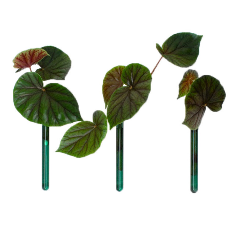 Muurbloempjes Muurbloempjes - magnetisch muurvaasje (3 stuks) - blauwgroen Muurbloempjes Muurbloempjes - magnetisch muurvaasje (3 stuks) - blauwgroen