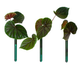 Muurbloempjes Muurbloempjes - magnetisch muurvaasje (3 stuks) - teal