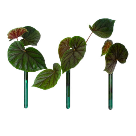 Muurbloempjes Muurbloempjes - magnetisch muurvaasje (3 stuks) - blauwgroen Muurbloempjes Muurbloempjes - magnetisch muurvaasje (3 stuks) - blauwgroen