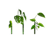 Muurbloempjes Muurbloempjes - magnetisch muurvaasje (3 stuks) - green