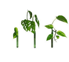 Muurbloempjes Muurbloempjes - magnetisch muurvaasje (3 stuks) - green