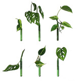 Muurbloempjes Muurbloempjes - magnetisch muurvaasje (6 stuks) - green