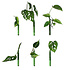 Muurbloempjes - magnetisch muurvaasje (6 stuks) - green Muurbloempjes - magnetisch muurvaasje (6 stuks) - green