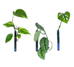 Muurbloempjes Muurbloempjes - magnetisch muurvaasje (3 stuks) - light blue Muurbloempjes Muurbloempjes - magnetisch muurvaasje (3 stuks) - light blue