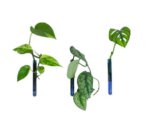 Muurbloempjes Muurbloempjes - magnetisch muurvaasje (3 stuks) - light blue Muurbloempjes Muurbloempjes - magnetisch muurvaasje (3 stuks) - light blue