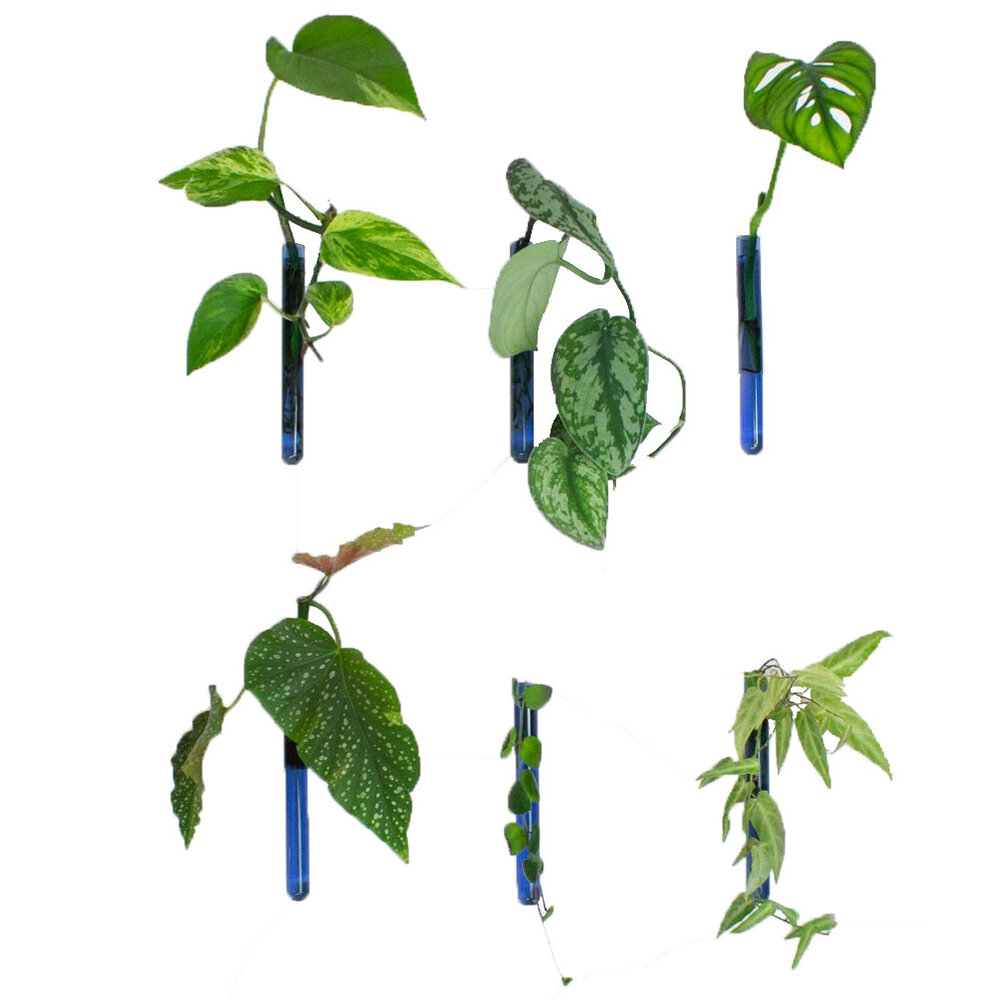 Muurbloempjes Muurbloempjes - magnetisch muurvaasje (6 stuks) - lichtblauw