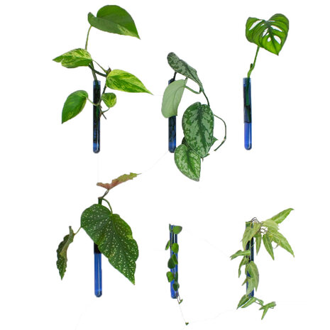 Muurbloempjes Muurbloempjes - magnetisch muurvaasje (6 stuks) - lichtblauw