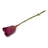 Gry & sif - bloem tulp - cerise Gry & sif - bloem tulp - cerise