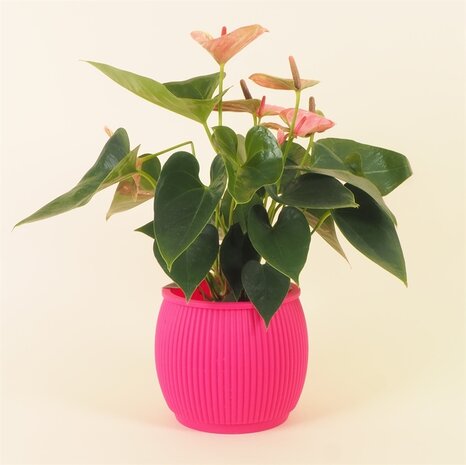 Living by Colors Living by colors - silicone bloempot chubby - fuchsia