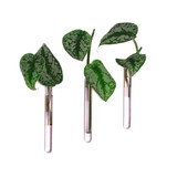 Muurbloempjes Muurbloempjes - magnetisch muurvaasje (3 stuks) - pink