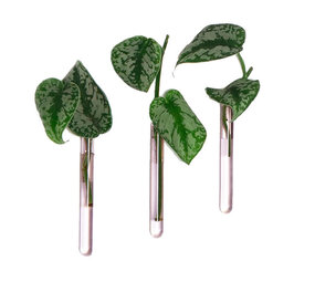 Muurbloempjes Muurbloempjes - magnetisch muurvaasje (3 stuks) - pink