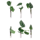 Muurbloempjes Muurbloempjes - magnetisch muurvaasje (6 stuks) - pink