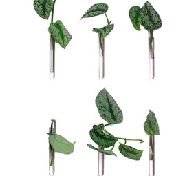 Muurbloempjes Muurbloempjes - magnetisch muurvaasje (6 stuks) - pink Muurbloempjes Muurbloempjes - magnetisch muurvaasje (6 stuks) - pink