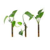 Muurbloempjes Muurbloempjes - magnetisch muurvaasje (3 stuks) - amber