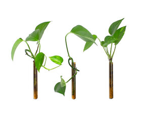 Muurbloempjes Muurbloempjes - magnetisch muurvaasje (3 stuks) - amber Muurbloempjes Muurbloempjes - magnetisch muurvaasje (3 stuks) - amber