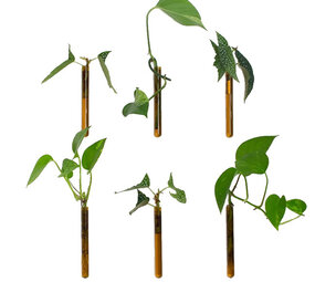 Muurbloempjes Muurbloempjes - magnetisch muurvaasje (6 stuks) - amber