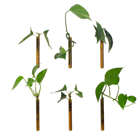 Muurbloempjes Muurbloempjes - magnetisch muurvaasje (6 stuks) - bruin Muurbloempjes Muurbloempjes - magnetisch muurvaasje (6 stuks) - bruin