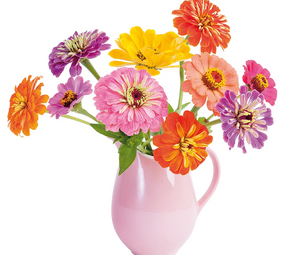 Flatflowers Flat flowers - raamsticker - zinnia (30 x 30 cm)