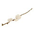 Gry & sif - rozentak - white Gry & sif - rozentak - white