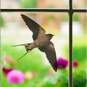 Vogels Vogels