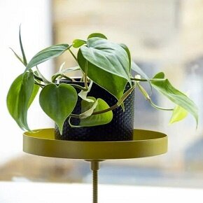 Groene vingers Groene vingers