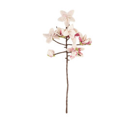 Sjaal met verhaal Sjaal met verhaal - tak - magnolia Sjaal met verhaal Sjaal met verhaal - tak - magnolia