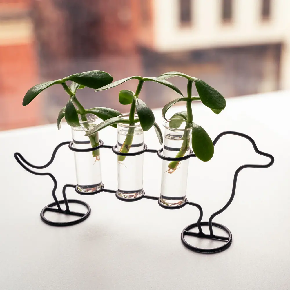 Kikkerland Kikkerland - stekvaas - teckel (3 vaasjes) Kikkerland Kikkerland - stekvaas - teckel (3 vaasjes)