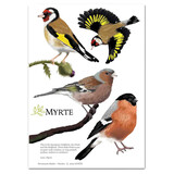 Myrte Myrte - muursticker - vinkjes Myrte Myrte - muursticker - vinkjes