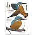 Myrte - muursticker - ijsvogel