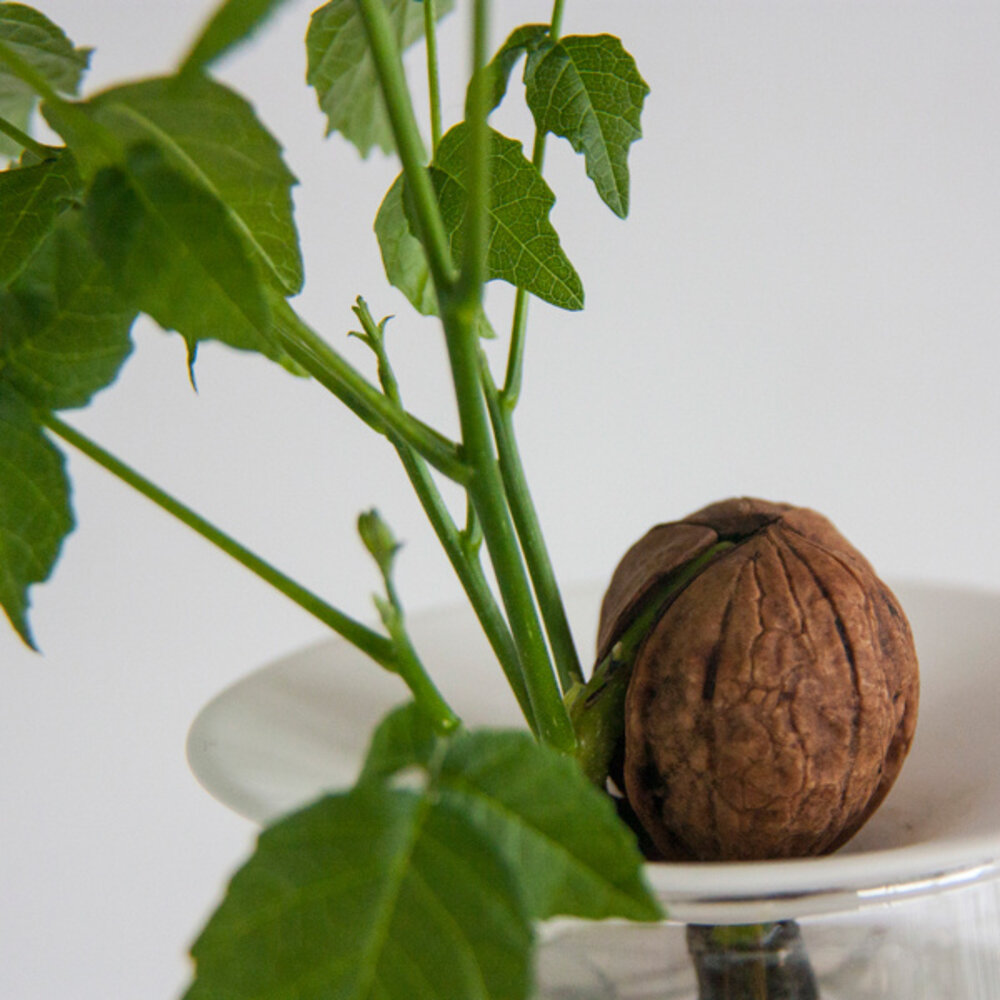 Botanopia / Sprout Botanopia / Sprout - kweekschaal - maat S Botanopia / Sprout Botanopia / Sprout - kweekschaal - maat S