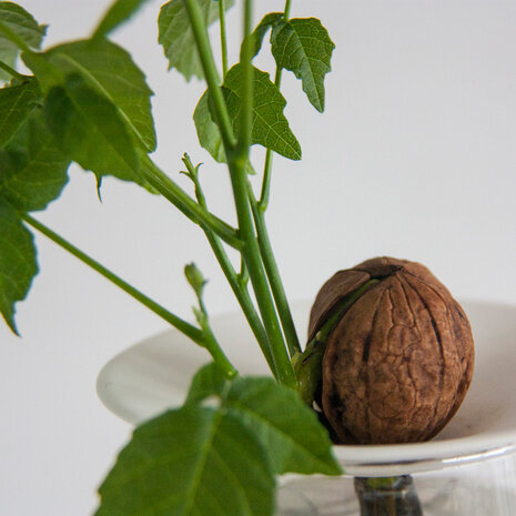 Botanopia / Sprout Botanopia / Sprout - kweekschaal - maat S Botanopia / Sprout Botanopia / Sprout - kweekschaal - maat S