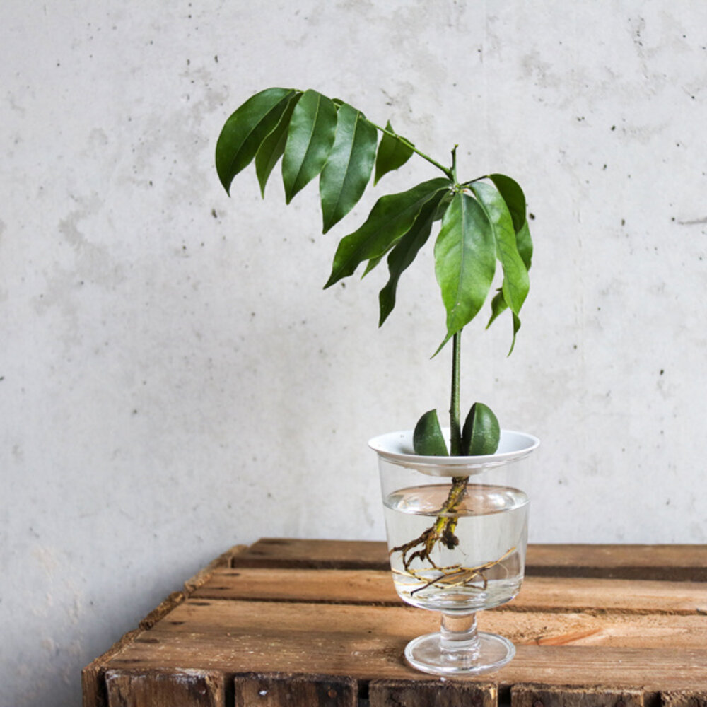 Botanopia / Sprout Botanopia / Sprout - kweekschaal - maat L