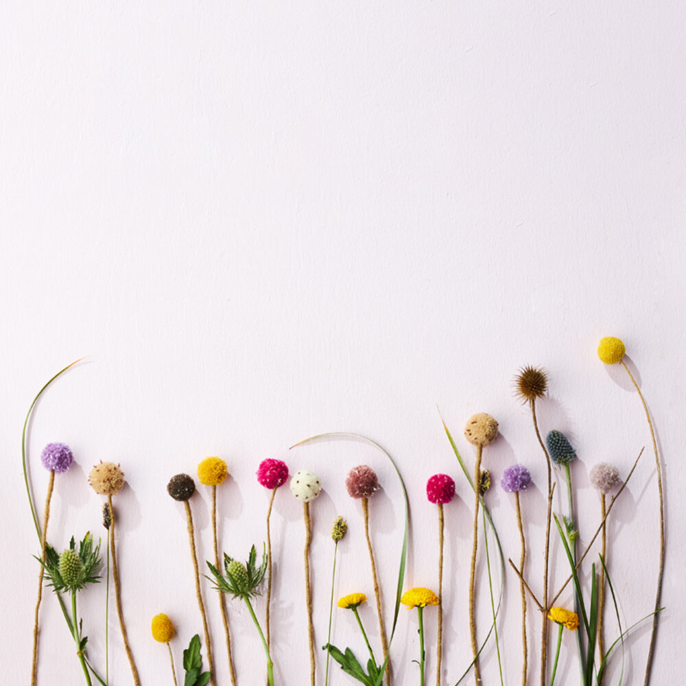 Aveva Design Aveva design - bloem - snowball Aveva Design Aveva design - bloem - snowball