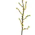 Aveva design - tak vilt - forsythia Aveva design - tak vilt - forsythia