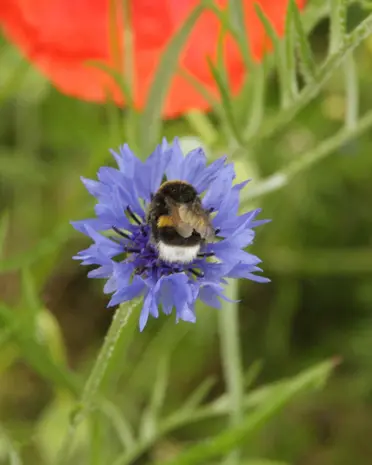 Blossombs Blossombs - eierdoosje (6 bommetjes) - bloemen voor jou