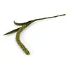 Gry & Sif Gry & sif - tak amaranth - green Gry & Sif Gry & sif - tak amaranth - green