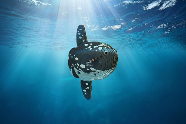 Eugy Eugy - 3d model - maanvis (nr 132) Eugy Eugy - 3d model - maanvis (nr 132)