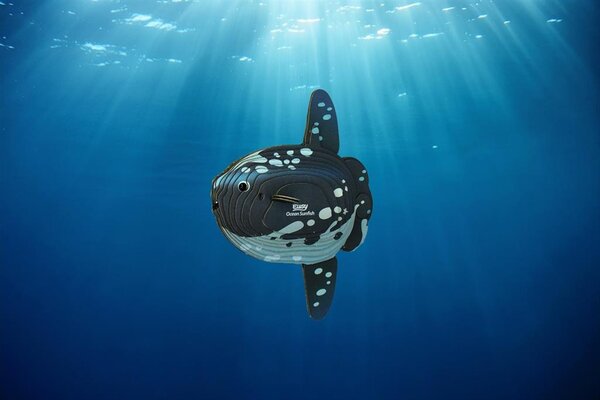 Eugy Eugy - 3d model - ocean sunfish (nr 132)