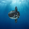 Eugy Eugy - 3d model - ocean sunfish (nr 132)
